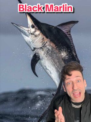 A post by @oddanny on TikTok caption: The oceans own personal spear 👀 #blackmarlin 