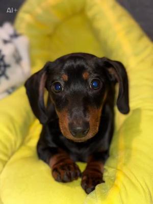 A post by @datboii_jj on TikTok caption: #CapCut #moose #dachshund #perfectpet #handomeboy #weenie #weeniedoxie #doxie 