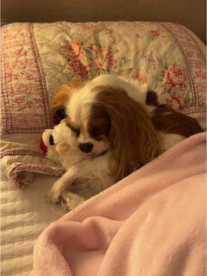 A post by @coquettecavalier on TikTok caption: #Stitch with @lady the cavalier she grew so much in a year! :’)