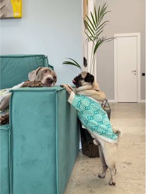 A post by @hoootdogs on TikTok caption: А ты собираешь фигурки #геншинимпакт из Магнита?😍 #GenshinWithMagnit #GenshinImpact
