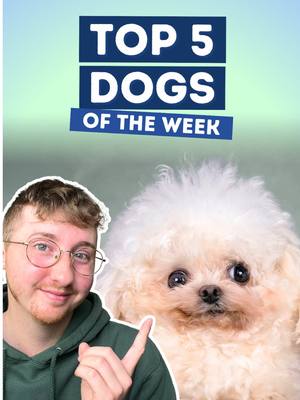 A post by @weratedogs on TikTok caption: Top 5 Dogs of the Week! 5. @SA  4. @Roryandren_  3. @jillian_hansird  2. @4SportRanch  H.M. @nbcnews  1. IG: sahara_kennel_rescue #weratedogs