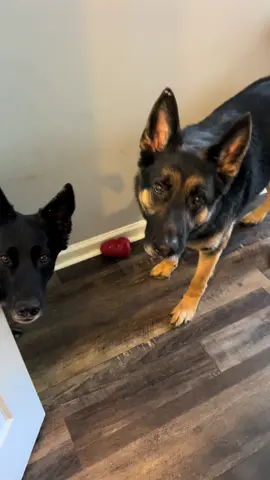 A post by @k9_mattis on TikTok caption: Thanks Hawk….