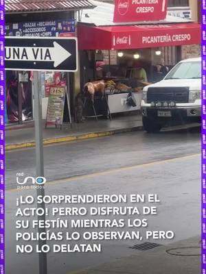 A post by @redunotv on TikTok caption: #Virales | Un perrito decidió darse un gustito y se robó un delicioso chanchito cocido, mientras los policías lo observaban sin hacer nada. ¿será que estaban tan sorprendidos como nosotros? un momento tan tierno y travieso que no pudieron delatarlo.  ▶️ más información en www.reduno.com.bo #perroavivado #roboalegre #policíasatentos