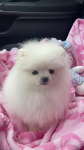 A post by @soprettyshell on TikTok caption: My heart wants to explode 4 you!!!! Miss Nova🎀 welcome home mamiiiii, I can’t wait to be your mommy🥹