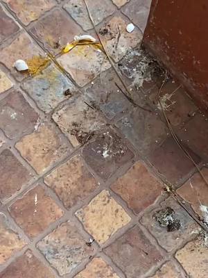 A post by @danya_balam on TikTok caption: No me lo van a creer 🥹 pajarito lo logro… y de paso nos enseño una gran lección 🥹