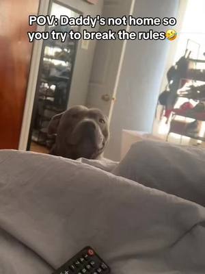 A post by @barstoolsports on TikTok caption: Bro was ready to act up 🤣 @I Can’t Even (via:@That3rdgengirl) 