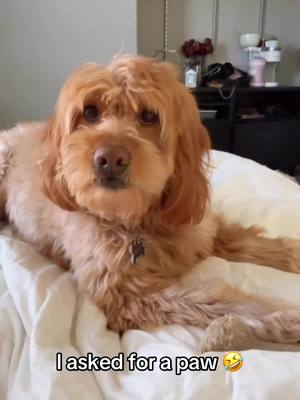 A post by @barstoolsports on TikTok caption: Paw gimme paw 🐾 @I Can’t Even (via:@Daniella) 
