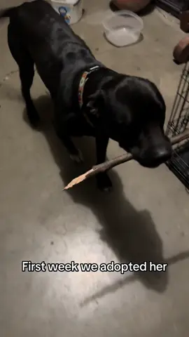 A post by @autumnvincent2 on TikTok caption: #pitbull #adopt 