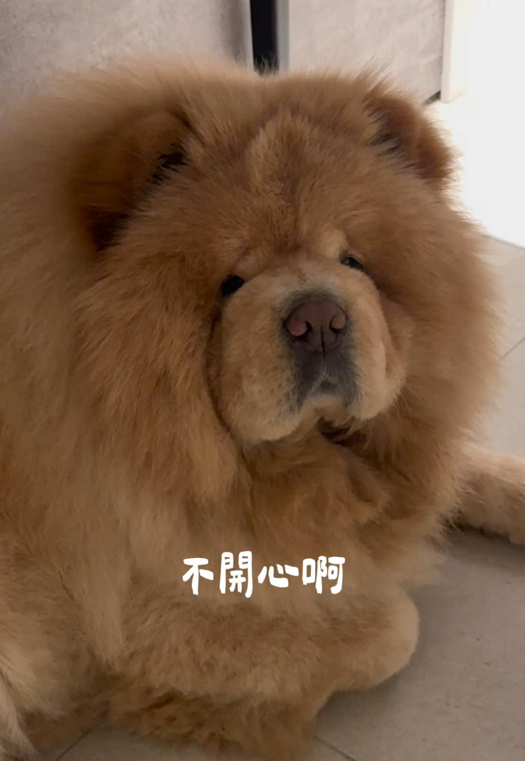 A post by @han716__ on TikTok caption: 你跟小狗一樣不聽話