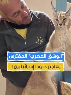 A post by @almashhadmedia on TikTok caption: ما فعله "الوشق المصري" بالجنود الإسرائيليين عند الحدود لا يُصدَّق! #اخبار_المشهد