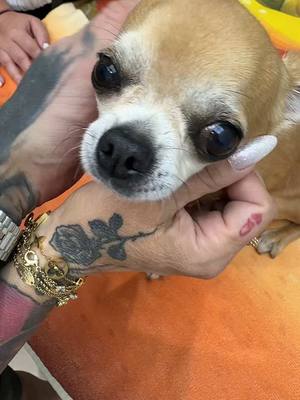 A post by @chichicanos on TikTok caption: Mon Amour ♥️ #chihuahua 