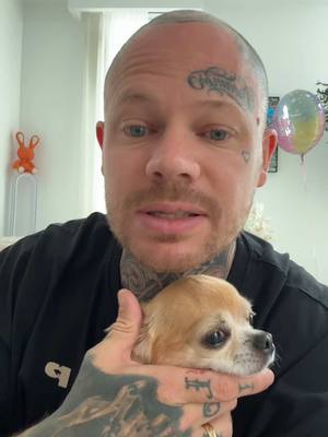 A post by @chichicanos on TikTok caption: Réponse à @Seamusfi on va tout faire pour qu’elle vivent le plus longtemps possible ♥️ ##chihuahua