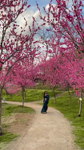 A post by @faroquehossen935 on TikTok caption: #foryou @nabihasings 