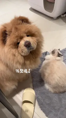A post by @han716__ on TikTok caption: 大狗狗都很善良的🥹🥹