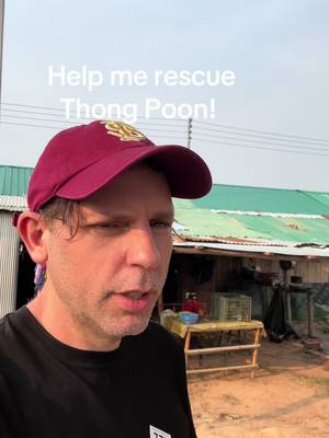 A post by @planting_peace on TikTok caption: I’m in love! Now, you’re in love! So, let’s rescue this girl! Meet Thong Poon! This sweet girl has been in chains for 50 years. She has to give rides to tourist at a zoo daily. INow the good news! We have an amazing place we can bring her! Boon Lott Elephant Sanctuary-Bles has over 500 acres that Thong Poon can call home if we raise the funds to secure her freedom! Her owner is retiring! Help me get her to safety! Her gofundme is in my bio. You can also donate via Venmo: plantingpeace333  / our site plantingpeace.org -Aaron/Planting Peace #plantingpeace #bles #rescue #elephantrescue #heartchain #thailand #elephants 