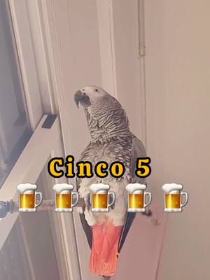 A post by @lora_prodigio on TikTok caption: Después de Lora darme permiso🦜 ayer para tomarme 5 cervezas 🍺 🍺🍺🍺🍺 hoy domingo y con toda la resaca me suelta que si quiero más cervezas de manera irónica y me llama puta borracha 🤦‍♂️🤣🦜🍺 me dice si quiero agua la pajarraca!! Es controladora como la que más!!  Tienes a alguien así en tu entorno que controle como Lora lo hace conmigo?  #loraprodigio #lora #loros #lorosdetiktok #cerveza #borracha #resaca #bebeagua #lorosquehablan #lorostiktoker 