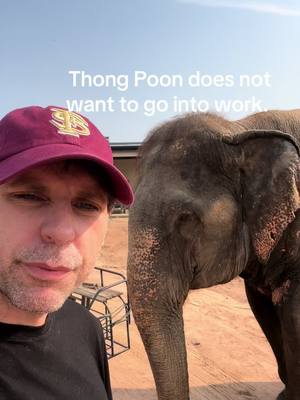 A post by @planting_peace on TikTok caption: Thong Poon does not want to go to her job. I can't say I blame her. They will force her to give rides all day to tourists. She has been in chains for over 50 years! Let's let this be her last day working. Let's bring her to Boon Lott Elephant Sanctuary.- Bless. There, she will have 500 acres to call home. She will never have to work. She will never be hit. She gets to be a free elephant. Her gofundme is in my bio. You can also donate on Venmo: plantingpeace333 / Out site: Plantingpeace.org - Aaron /Planting Peace #plantingpeace #bles #rescue #and 
