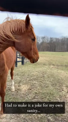 A post by @cowgirl506 on TikTok caption: Own horses they said, it will be fun they said… #horsesoftiktok #equestrianlife 