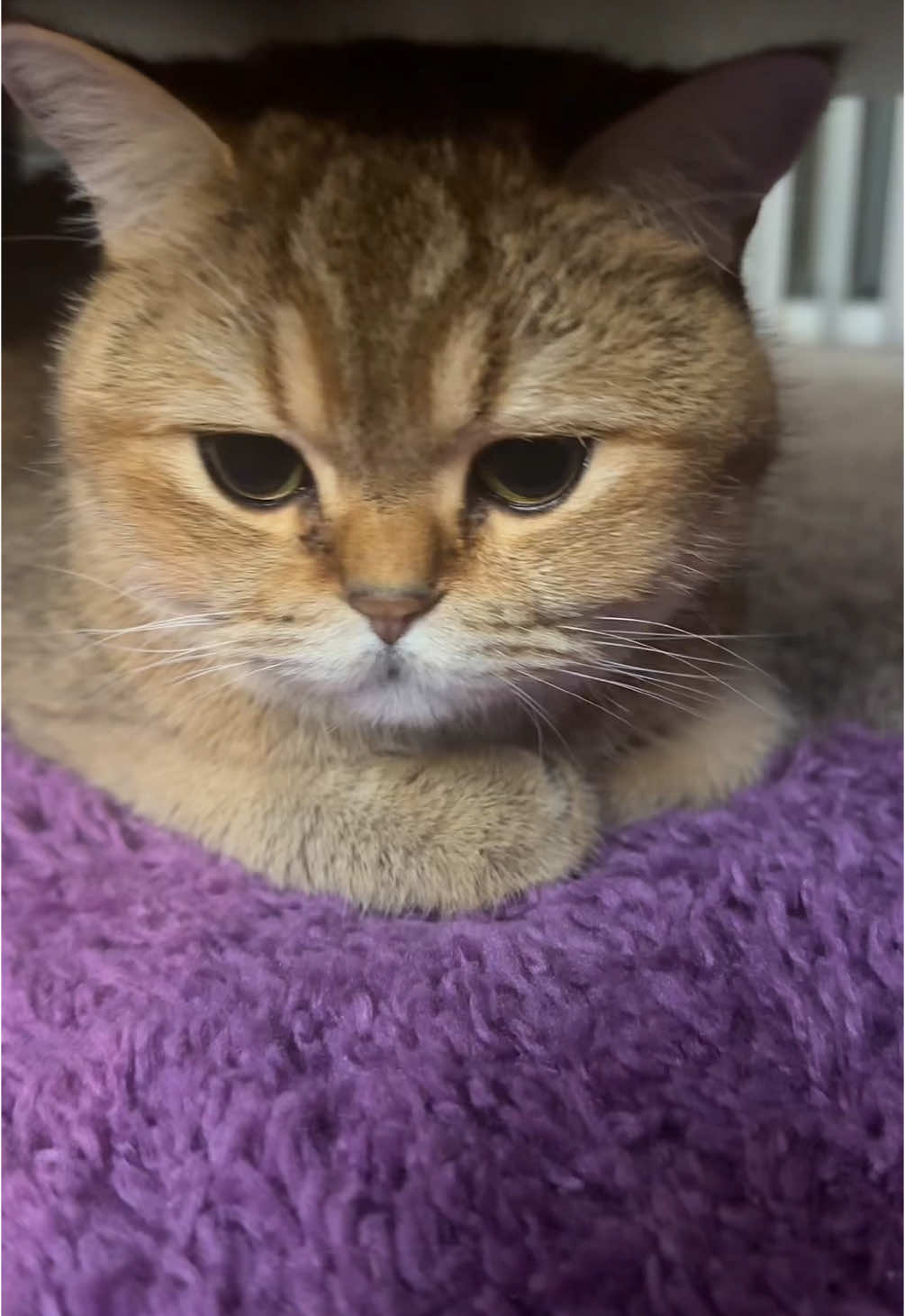 A post by @queerhummus on TikTok caption: weird