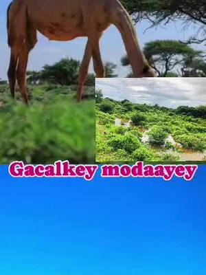 A post by @daljir_ltd on TikTok caption: cidna ha isku Haleyn  difaac iska gal