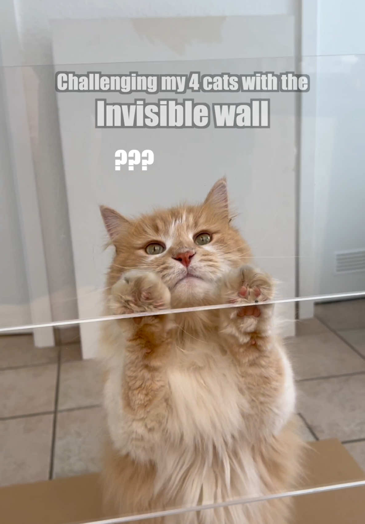 A post by @furryfritz on TikTok caption: High jump challenge with my cats 😼  Which Cathlete is your fav?  #furryfritz #catographer #cats #catchallenge #cutecats #katzen 