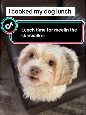 A post by @lante_scary_lives on TikTok caption: I made my dog lunch #dog #Foodie #yummy #pets #delicious #tasty #dogs #lunch #doggy 