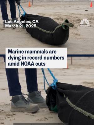 A post by @nbcnews on TikTok caption: Record numbers of #marine mammals are dying on the beaches of #LA County — something experts suspect has to do with runoff from the recent wildfires. However, cuts to NOAA, which oversees and funds most research into #ocean health, are preventing experts from finding out why.