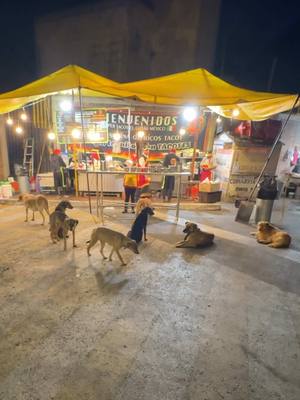 A post by @alextachers on TikTok caption: Visita a la Sociedad Perruna 🙂‍↕️🐕
