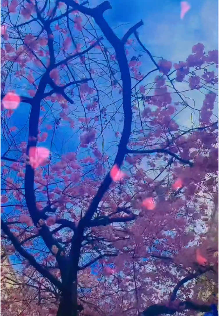 A post by @rain_of_islam on TikTok caption: #islamic_video #unfrezzmyaccount #foryou #rainysongbird #bdtiktokofficial #bollywood #rainysongbird 