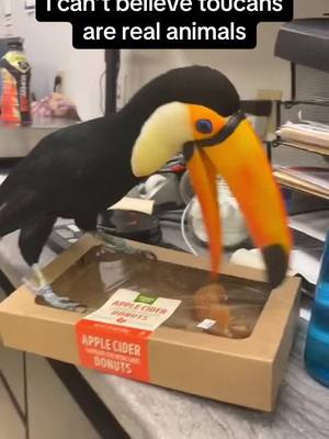 A post by @pubity on TikTok caption: Toucans use their large, colorful beaks to grab fruit from hard-to-reach branches.  Despite their size, the beak is surprisingly light, making it perfect for eating and even helping them stay cool in warm climates.  If you’re looking for a page that posts the best viral videos, this page is definitely for you #RoadTo18Million #Pubity  (@amandareow via Collab)