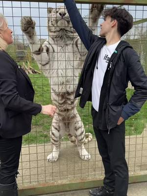 A post by @kylethomas on TikTok caption: The most beautiful White Tiger today @TheBigCatSanctuary ❤️ with @ifaw 