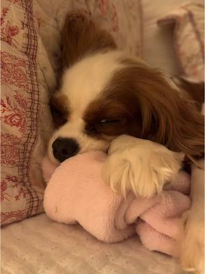 A post by @coquettecavalier on TikTok caption: 😭😭😭