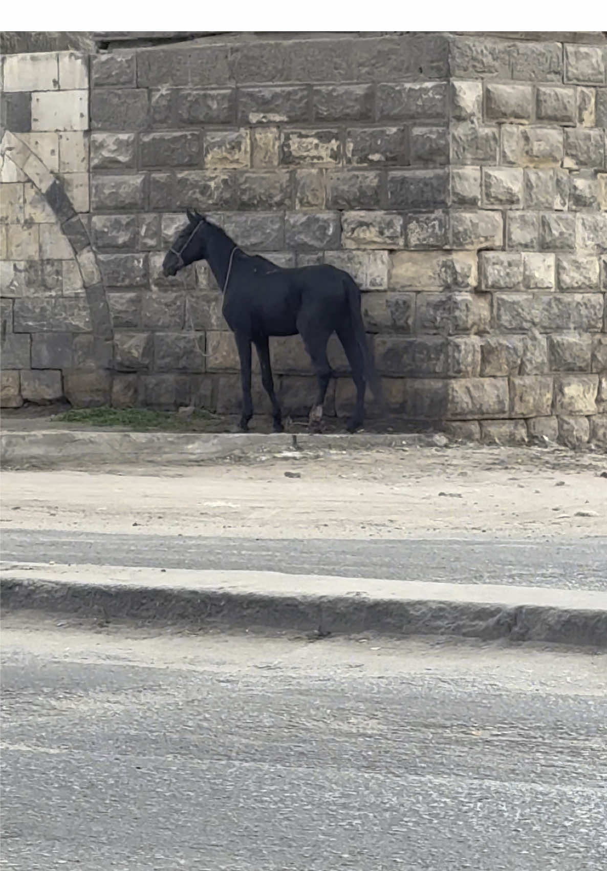 A post by @aliassafari1 on TikTok caption: #rescue #foryoupage #aninals #help #love #horse #alisafari #nevergiveup 