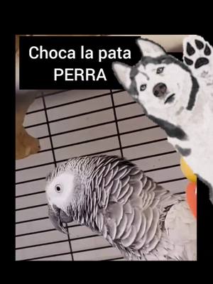 A post by @lora_prodigio on TikTok caption: Esta Lora es única! Como canta canciones, se inventa las letras que quiere y baila! Hoy le ha dado por cantar canciones de Maluma "Papi Juancho" y le ha cambiado la letra para terminar con su cantante favorita Karol G. y la canción que más le gusta "Tusa" 🤣🦜🤦‍♂️ @Juan Luis @Karol G  Donde se ha visto a un loro tan gracioso y reggaetonera🦜😁😜🤣 #loraprodigio #lorostiktoker #lora #papijuancho #maluma #loros #mascotasdetiktok #mascotasreaccionan #parrot #karolg #tusa #takitaki 