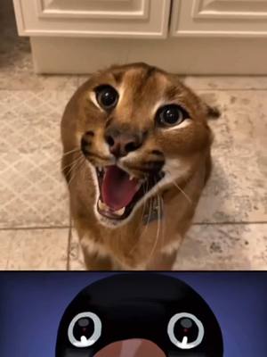 A post by @pumbacaracalofficial on TikTok caption: Wait for it……. NOOT NOOT @NOOTNOOT  #noot #nootnoot #pingu #funnymemes #fyp #zyxbca 