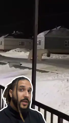 A post by @mesquitareacts on TikTok caption: Urso polar GIGANTE aparece em cidade da Rússia! 🐻‍❄️🇷🇺 . . . #animaisnotiktok #bichos #curiosidades #curiosidadeanimais #agoravocesabe #aprendanotiktok