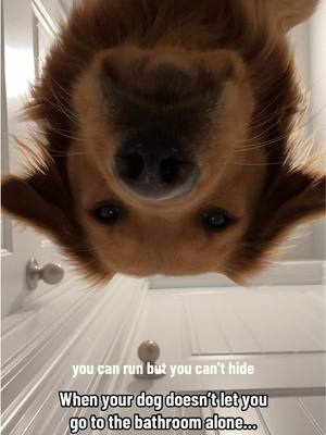 A post by @gravythegolden on TikTok caption: Zero personal space in this house 🤣🥰 #goldenretrieverpuppy #dogsoftiktok #goldenretriever #goldenretrieverlife #funnydogs 