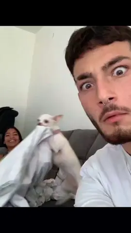 A post by @dogg_nikki on TikTok caption: why is niki angry 😂 #pet #foryou #PetsOfTikTok #fypツ #chihuahua #dog 