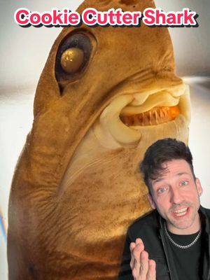 A post by @oddanny on TikTok caption: The Carnivorous Can Opener 👀 #cookiecuttershark 
