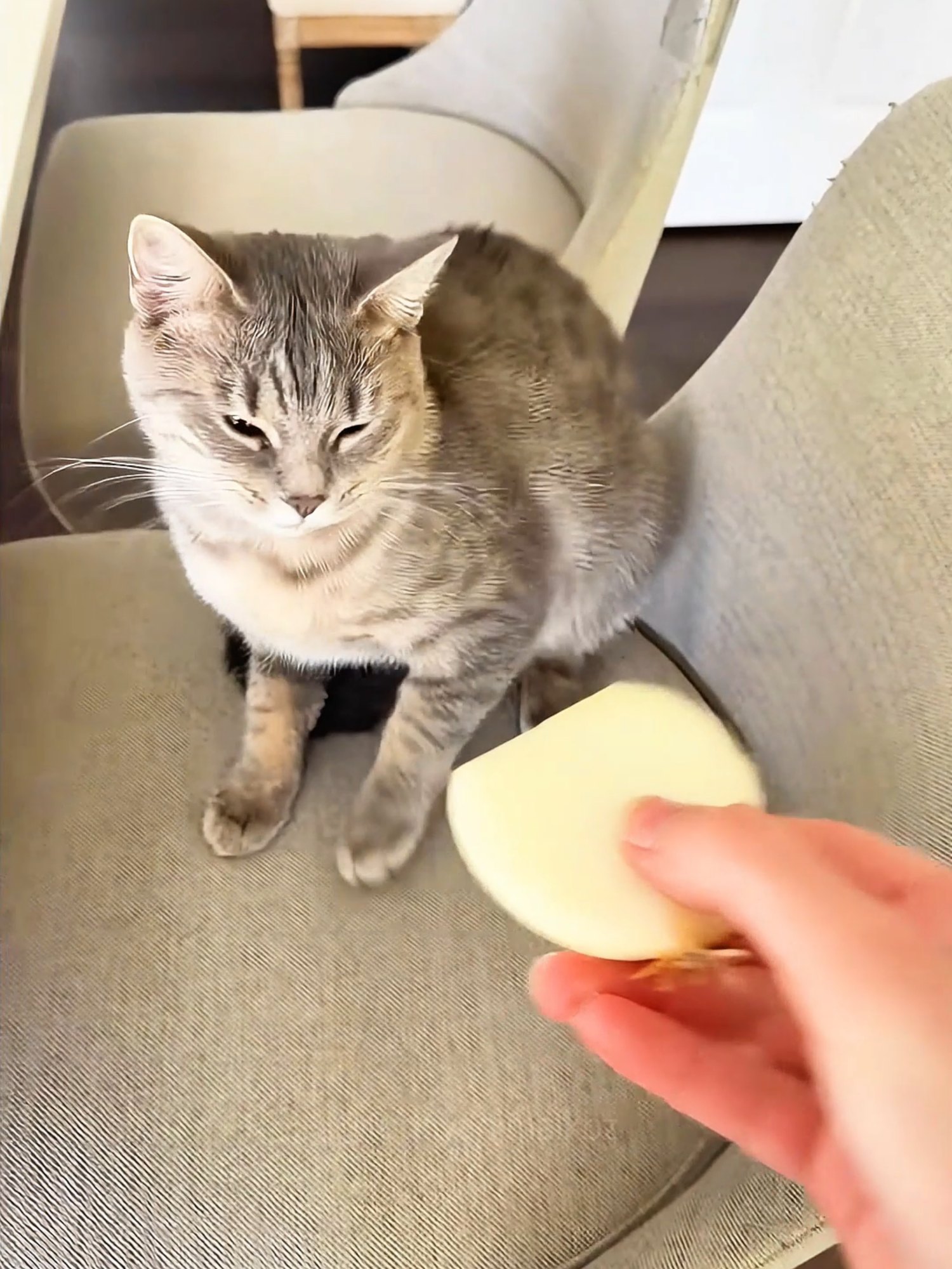 A post by @funnyanimalkbz on TikTok caption: Cat core 😂😂 episode 724 #funny #pet #animals #cat #core #catsoftiktok #fyp #foryou #funnyvideos #😂😂😂 #funnycat