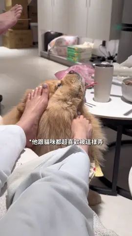 A post by @han716__ on TikTok caption: 紀錄和小狗的每一刻生活，再廢我都想發 希望可以留下我們的所有回憶✨💗💗