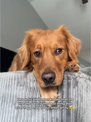 A post by @gravythegolden on TikTok caption: Golden Retriever love is a different kind 🥹💙 #goldenretrieverpuppy #dogsoftiktok #goldenretriever #goldenretrieverlife 