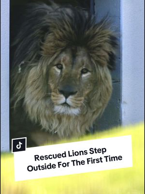 A post by @camwhitnall on TikTok caption: The moment you’ve all been waiting for… 🥺💛 After being rescued from the war in Ukraine, lions Rori, Vanda, Amani, and Lira finally took their first steps onto grass here at The Big Cat Sanctuary. It was an emotional and unforgettable moment as they joined Yuna in exploring their new forever home; the Lion Rescue Centre. 🦁 This journey has been a year in the making, and you’ve been with us every step of the way. YOUR support made this possible, and from all of us at BCS including Rori, Yuna, Vanda, Amani, and Lira… THANK YOU. 🫶 We did it, our lions are finally HOME! 💛 #thebigcatsanctuary #lionrescue #ukraine #lions #tiktokforgood 