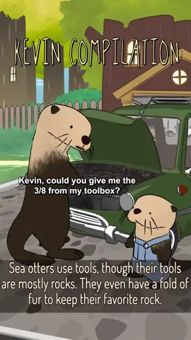 A post by @naturalhabitok on TikTok caption: Natural Habitat Shorts presents “Kevin’s Tales of Woe” a compilation of some of Kevin’s ‘best’ moments in honor of our new Kevin Plush! 🦦#naturalhabitatshorts #naturalhabitat #naturalhabitok 