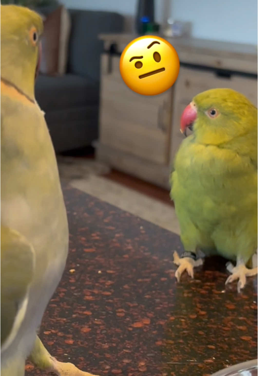 A post by @beakerbeak on TikTok caption: Beaker showing his moves to all his gals! Tink might be impressed, but Ducky doesn’t show the same enthusiasm 😂 #birdsoftiktok #parrotsoftiktok #talkingbird #talkingparrot #cuteanimals #funnyanimals #babyanimals #baby #funny #dance #dancing #dualipa #@Dua Lipa #dancinganimals 