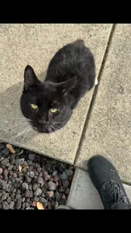 A post by @the_service_fish on TikTok caption: His name is GORF now. I’m getting him vaccinated neutered and microchipped as soon as I can #adoptedbyacat #neglectedcat 
