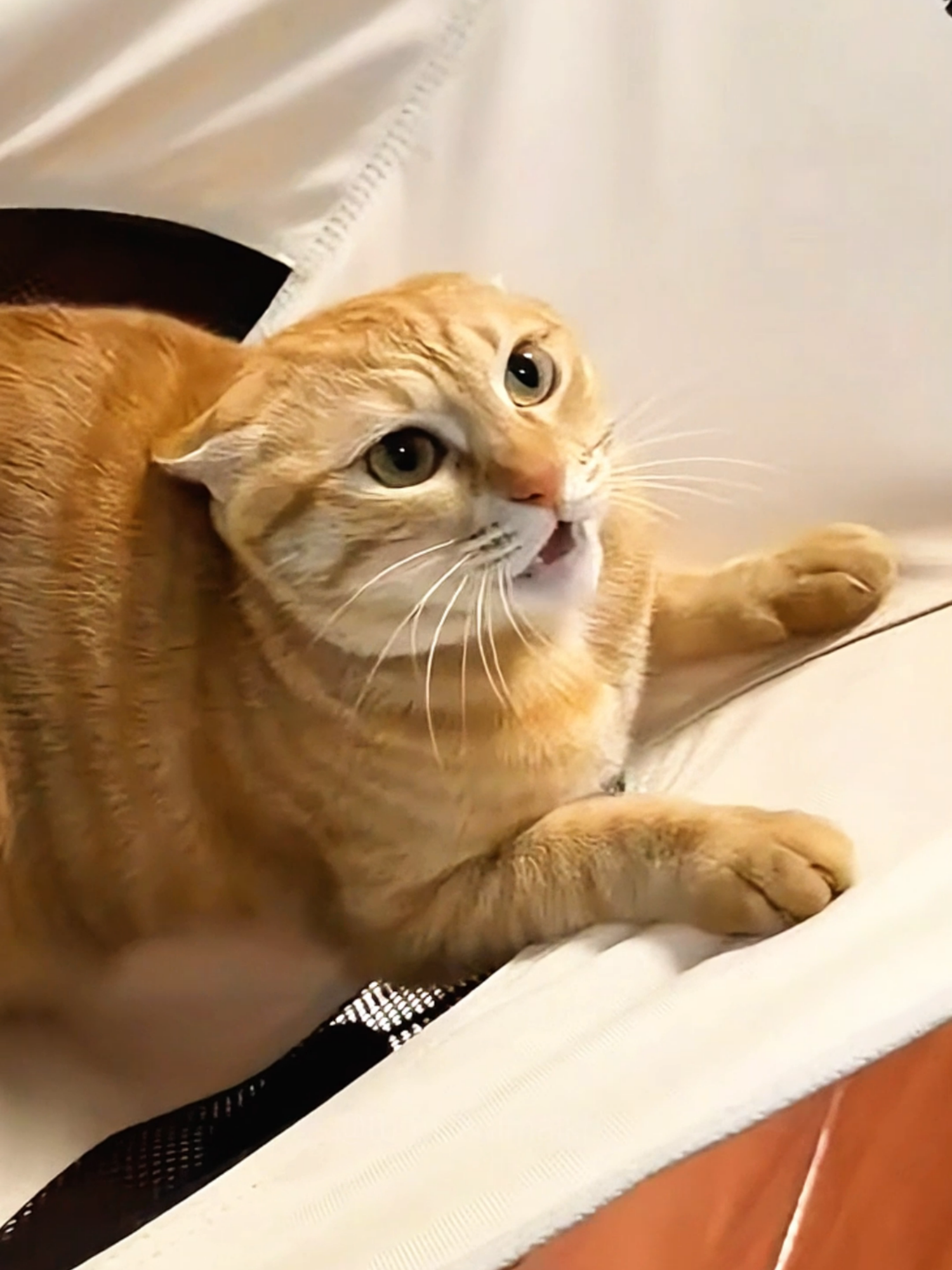 A post by @funnyanimalkbz on TikTok caption: Cat core 😂😂 episode 725 #funny #pet #animals #cat #core #catsoftiktok #fyp #foryou #funnyvideos #😂😂😂 #catlover