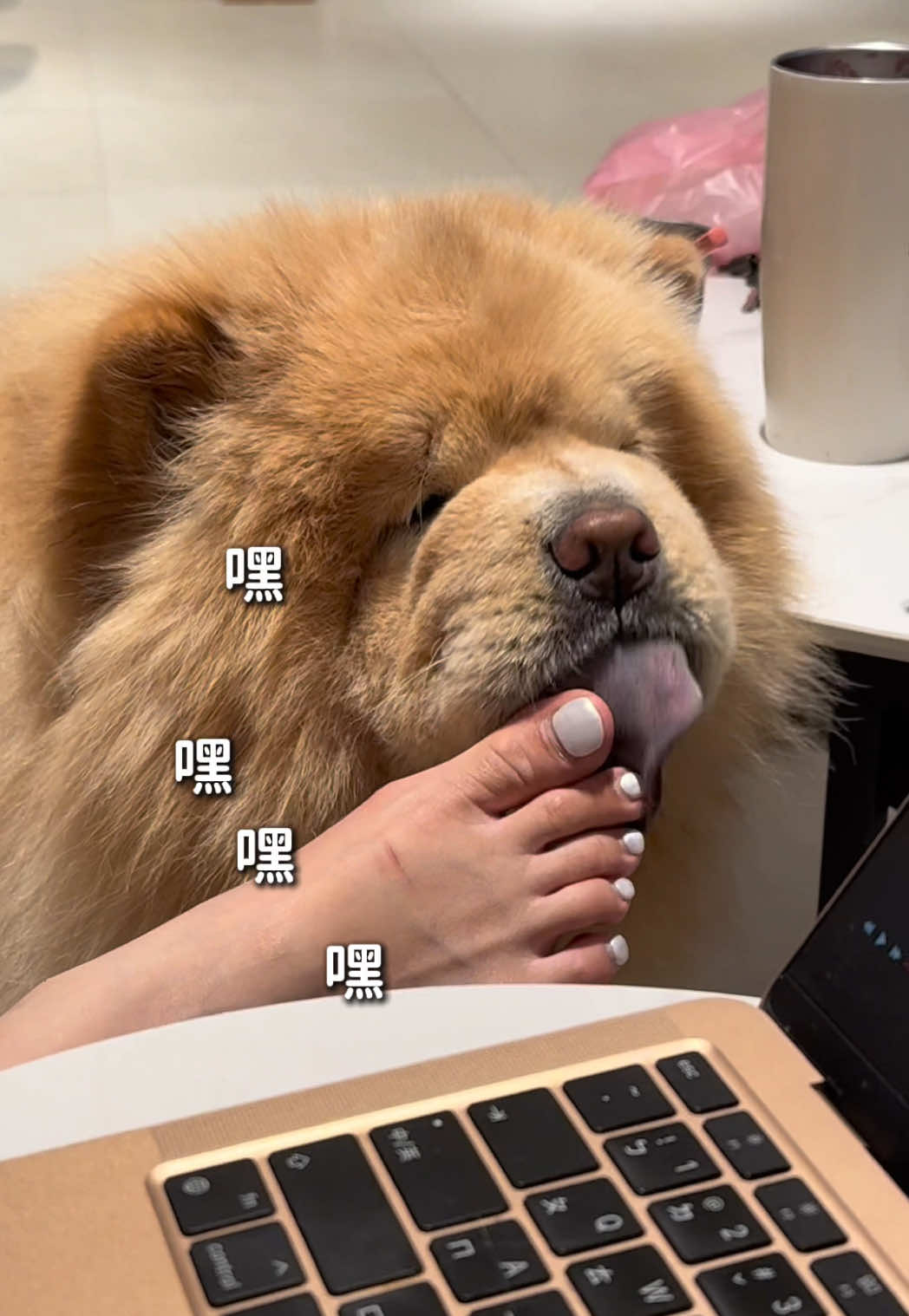 A post by @han716__ on TikTok caption: 據說狗狗舔你的腳，是為了引起你的注意。