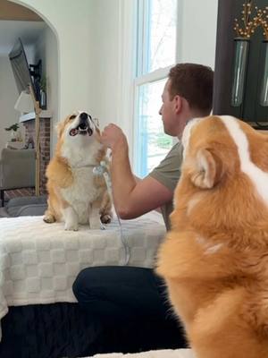 A post by @hammyandolivia on TikTok caption: It's 2025. Dogs have tailors. Tailoring Hammy's meal plan has been the best decision we've made for his long term health and wellbeing. @The Farmer’s Dog pre portions Hammy's fresh cooked meals based on his breed, age, body type and activity level. It's the reason he's lost 13 pounds of excess body weight. Tailoring your dog's diet just got even better because we're giving you 60% off your first box of The Farmer's Dog when you use the link in our bio! #tfdpartner #thefarmersdog 