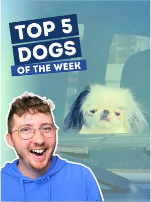 A post by @weratedogs on TikTok caption: Top 5 Dogs of the Week! 5. @clothesandclass  4. @⭐️⭐️  3. @bonnie & clyde  2. u/informaldejekyll H.M. @JoHanna Boettcher  Pupdate: ipawrescue on IG 1. @Chalupa’s Mama  #weratedogs